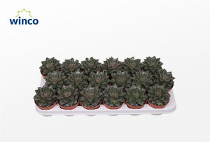 Echeveria ‘Purple’ Succulent – 8.5cm Pot