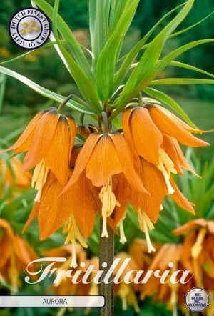 Fox’s Grape Fritillary Bulbs (Fritillaria uva-vulpis) – Pack of 10