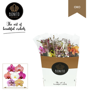 Mixed Phalaenopsis Orchid – 2 Stems, 12cm Pot
