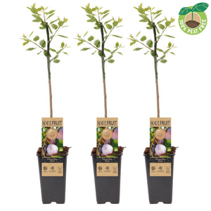 Victoria Plum Tree (Prunus domestica) – 15cm Pot