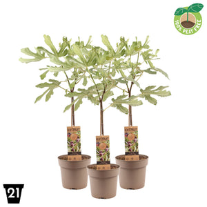 Little Miss Figgy Fig Tree (Ficus carica) – 21cm Pot