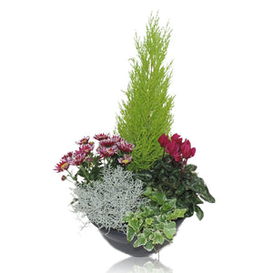 Ornamental Patio Plant Arrangement – 27cm Pot
