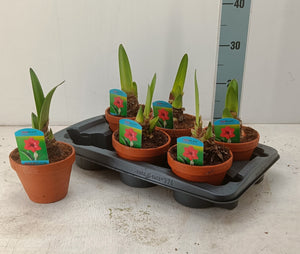 Royal Red Amaryllis (Hippeastrum) – 15cm Terracotta Pot