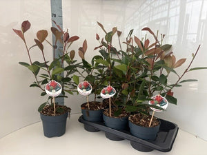 Red Robin Photinia (Photinia fraseri) – 17cm Pot, 60cm High