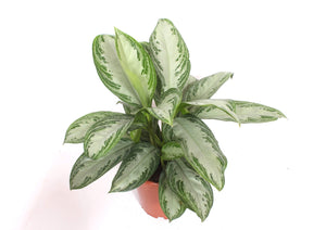 Aglaonema ‘Silver Bay’ Chinese Evergreen – 24cm Pot, Approx. 70cm High
