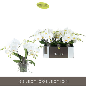 White Phalaenopsis Orchid – 2 Stem, 12cm Pot