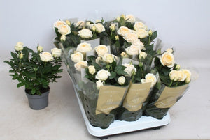 Cream Miniature Rose (Rosa Kordana) – 10.5cm Pot