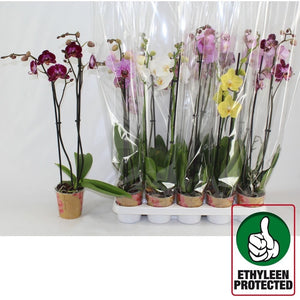 Mixed Phalaenopsis Orchid – 12cm Pot, 70cm Tall
