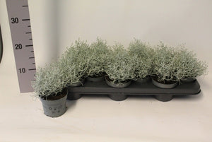 Leucophyta brownii Cushion Bush – 10.5cm Pot