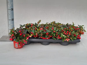 Red Gaultheria Wintergreen Berry Plant – 10cm Pot