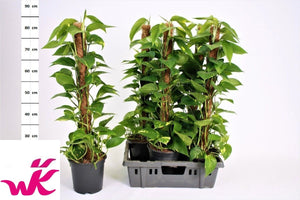 Golden Pothos (Epipremnum aureum) – 19cm Pot