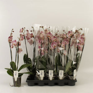 Orange Phalaenopsis Orchid – 12cm Pot, 70cm High