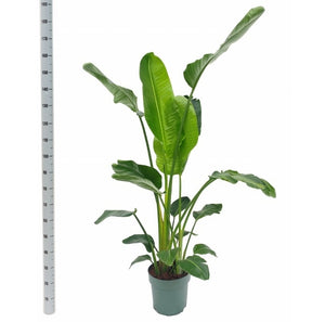 White Bird of Paradise (Strelitzia nicolai) – 27cm Pot, 190cm