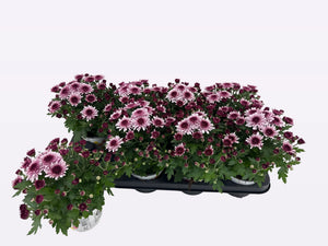 Pink Chrysanthemum – 12cm Pot, 22cm High
