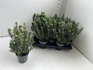Variegated Japanese Spindle Tree (Euonymus japonicus) – 13cm Pot