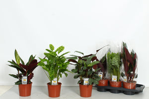 Mixed Calathea Houseplant – 17cm Pot, Approx. 50cm