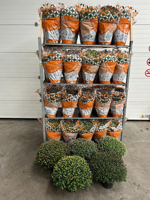 Large Chrysanthemum ‘Mixkar’ – 19cm Pot