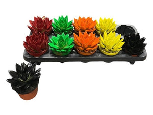 Echeveria 'Miranda Rainbow' – 10.5cm Pot