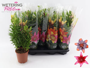 Mixed Asiatic Lily (Lilium) – 13cm Pot, 43cm High