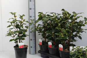 Camellia japonica ‘Dr King’ – 17cm Pot