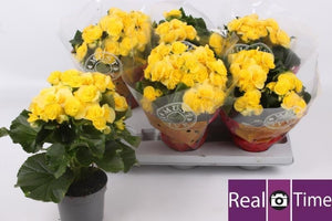 Yellow Elatior Begonia (Begonia) – 13cm Pot