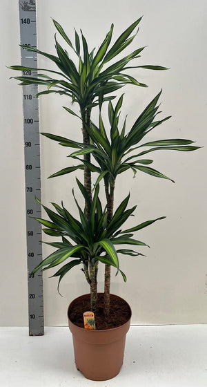 Dracaena fragrans ‘Riki’ – 27cm Pot, 130cm Tall