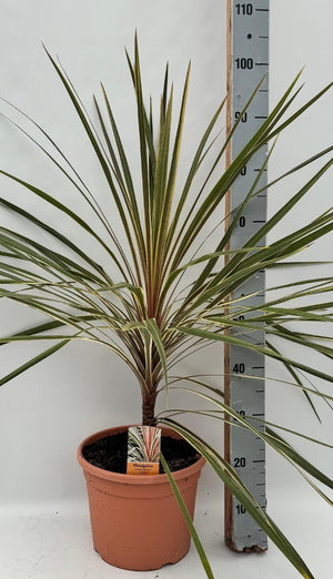 Variegated Cordyline – 28cm Pot, Approx. 100cm High
