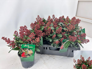Skimmia japonica 'Seduction' – 15cm Pot