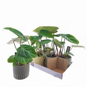 Philodendron Green Houseplant – 12cm Pot
