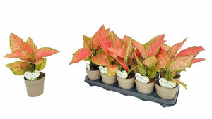 Aglaonema 'Autumn' – 12cm Pot, 35cm High