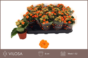 Mini Orange Double Kalanchoe – 8cm Pot