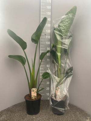 White Bird of Paradise (Strelitzia nicolai) – 24cm Pot