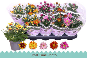 Chrysanthemum ‘Gem’ Flowering Houseplant – 12cm Pot