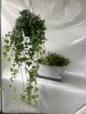 Goldchild English Ivy (Hedera helix) – 19cm Pot