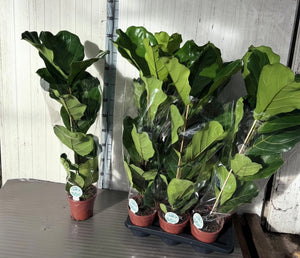 Fiddle Leaf Fig (Ficus lyrata) – 17cm Pot, 105cm