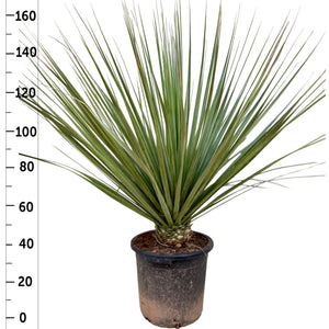 Blue-leaved Ponytail Palm (Nolina nelsonii) – 50cm Pot