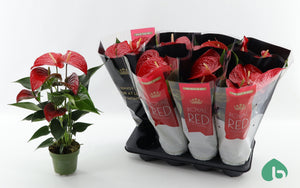 Anthurium ‘Querida’ – 14cm Pot, 55cm Tall