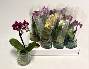 Mini Phalaenopsis Orchid – 6cm Pot