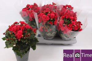 Double-Flowered Begonia (Begonia Elatior Group) – 14cm Pot
