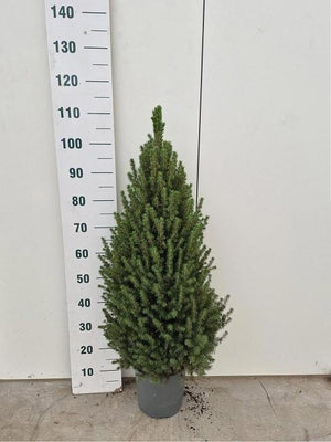 Dwarf Alberta Spruce (Picea glauca 'Conica') – 24cm Pot
