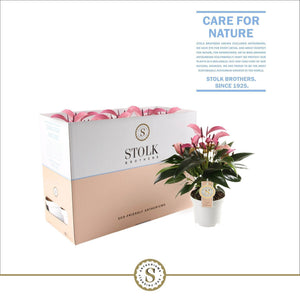 Purple Anthurium – 12cm Pot, 40cm High
