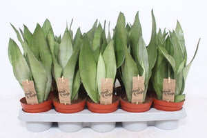 Sansevieria Moonshine – 12cm Pot, 40cm High