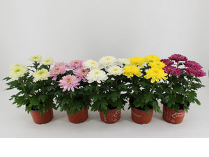 Mixed Chrysanthemum Houseplant – 15cm Pot