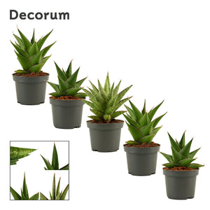 Mixed Sansevieria Houseplant – 9cm Pot