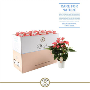 Pink Anthurium ‘Pink Champion’ – 14cm Pot