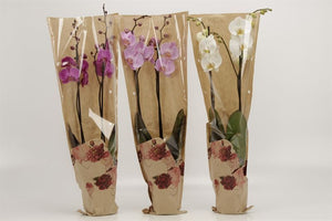 Mixed Phalaenopsis Orchid – 2 Stem, 12cm Pot