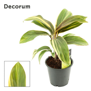 Cordyline Chocolate Queen – 12cm Pot