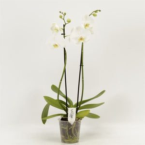 White Phalaenopsis Orchid – 2 Stem, 12cm Pot