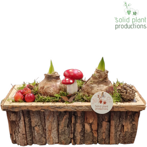 Amaryllis Bark Arrangement – 34cm