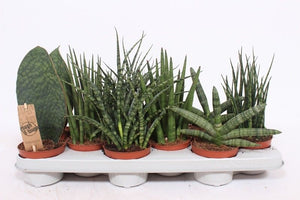 Cylindrical Snake Plant (Sansevieria cylindrica) – 10.5cm Pot